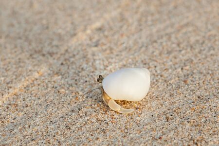 Mini crab, Hermit crab on sand beach in Andaman sea.(Selective Focus)の写真素材
