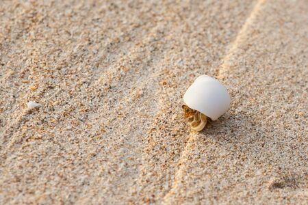 Mini crab, Hermit crab on sand beach in Andaman sea.(Selective Focus)の写真素材