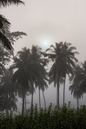 countryside with fog in a coconut plantation at morning.の写真素材