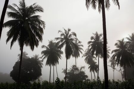 countryside with fog in a coconut plantation at morning.の写真素材