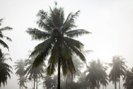 countryside with fog in a coconut plantation at morning.の写真素材