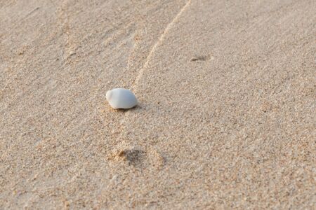 Mini crab, Hermit crab on sand beach in Andaman sea.(Selective Focus)の写真素材