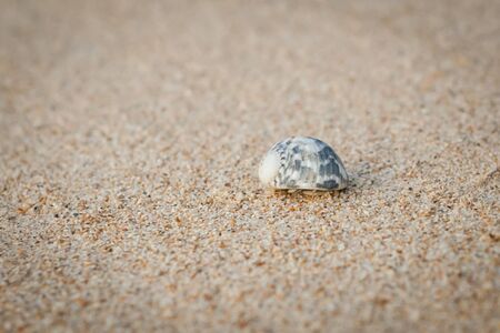 Mini crab, Hermit crab on sand beach in Andaman sea.(Selective Focus)の写真素材