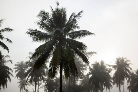 countryside with fog in a coconut plantation at morning.の写真素材