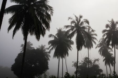 countryside with fog in a coconut plantation at morning.の写真素材