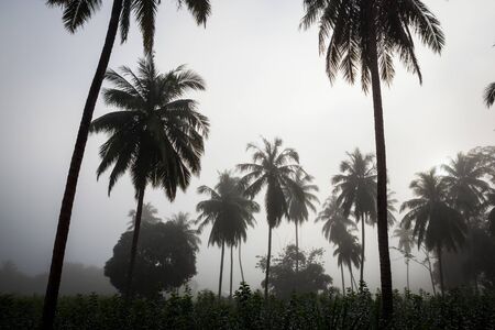 countryside with fog in a coconut plantation at morning.の写真素材