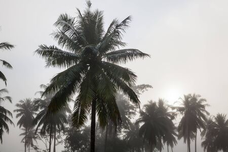 countryside with fog in a coconut plantation at morning.の写真素材