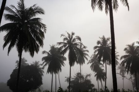 countryside with fog in a coconut plantation at morning.の写真素材