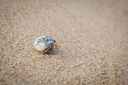 Mini crab, Hermit crab on sand beach in Andaman sea.(Selective Focus)の写真素材