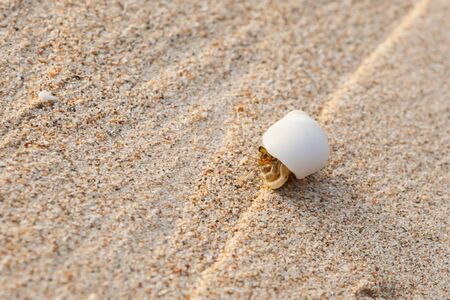 Mini crab, Hermit crab on sand beach in Andaman sea.(Selective Focus)の写真素材