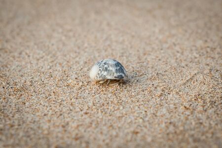 Mini crab, Hermit crab on sand beach in Andaman sea.(Selective Focus)の写真素材