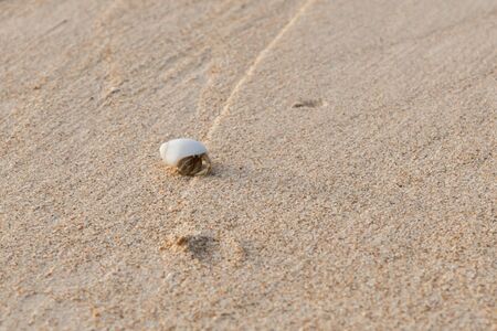 Mini crab, Hermit crab on sand beach in Andaman sea.(Selective Focus)の写真素材