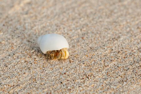 Mini crab, Hermit crab on sand beach in Andaman sea.(Selective Focus)の写真素材