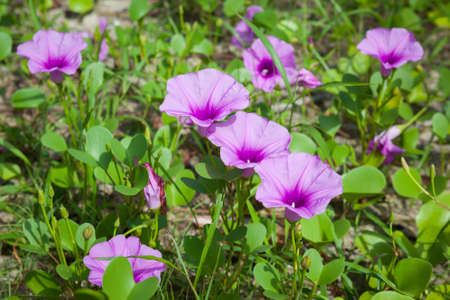 Goat's Foot Creeper or Beach Morning Glory (Scientific Name : Ipomoea Pes-caprae), Morning Glory on the beach in the morning.の写真素材