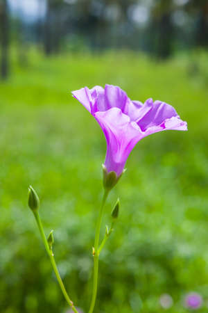 Goat's Foot Creeper or Beach Morning Glory (Scientific Name : Ipomoea Pes-caprae), Morning Glory on the beach in the morning.の写真素材