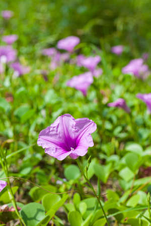 Goat's Foot Creeper or Beach Morning Glory (Scientific Name : Ipomoea Pes-caprae), Morning Glory on the beach in the morning.の写真素材