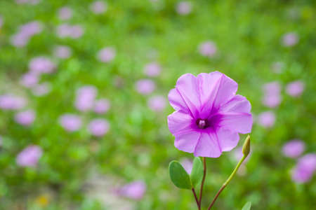 Goat's Foot Creeper or Beach Morning Glory (Scientific Name : Ipomoea Pes-caprae), Morning Glory on the beach in the morning.の写真素材
