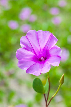 Goat's Foot Creeper or Beach Morning Glory (Scientific Name : Ipomoea Pes-caprae), Morning Glory on the beach in the morning.の写真素材