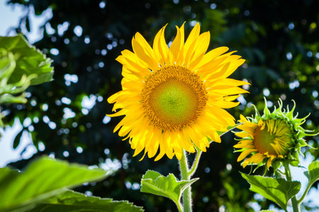 sun flower at Koh Samui in Thailandの写真素材