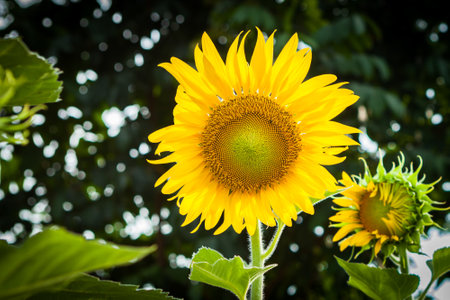 sun flower at Koh Samui in Thailandの写真素材