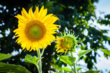 sun flower at Koh Samui in Thailandの写真素材