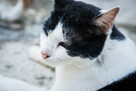 Cat lying in front of a house in the countryside.の写真素材