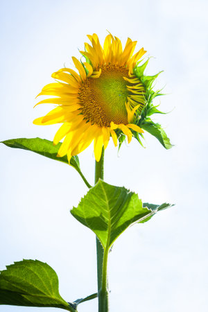sun flower at Koh Samui in Thailandの写真素材