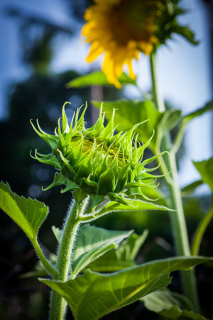 sun flower at Koh Samui in Thailandの写真素材