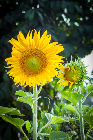 sun flower at Koh Samui in Thailandの写真素材