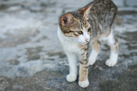 Cat  in front of a house in the countryside.