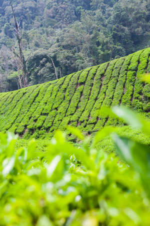Tea Plantation in Cameron Highlands, Malaysia.の写真素材