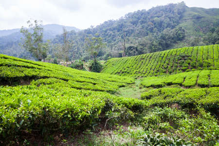 Tea Plantation in Cameron Highlands, Malaysia.の写真素材