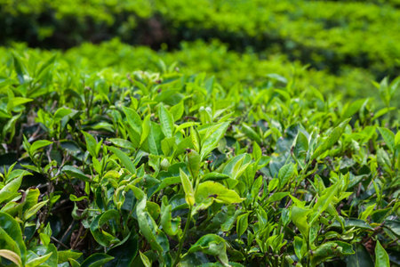 Tea Plantation in Cameron Highlands, Malaysia.の写真素材