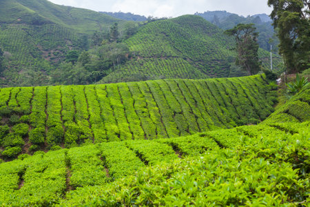 Tea Plantation in Cameron Highlands, Malaysia.の写真素材