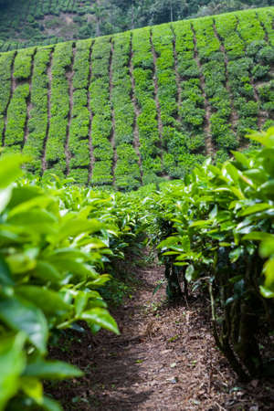Tea Plantation in Cameron Highlands, Malaysia.の写真素材