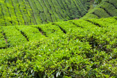 Tea Plantation in Cameron Highlands, Malaysia.の写真素材
