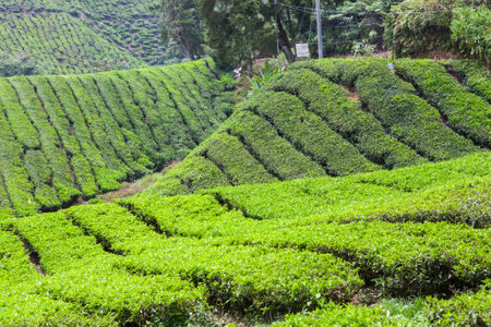 Tea Plantation in Cameron Highlands, Malaysia.の写真素材