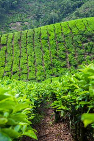Tea Plantation in Cameron Highlands, Malaysia.の写真素材