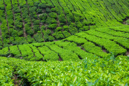 Tea Plantation in Cameron Highlands, Malaysia.の写真素材