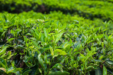 Tea Plantation in Cameron Highlands, Malaysia.の写真素材