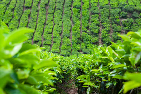 Tea Plantation in Cameron Highlands, Malaysia.の写真素材