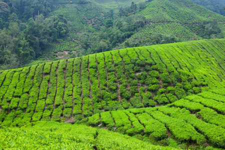 Tea Plantation in Cameron Highlands, Malaysia.の写真素材