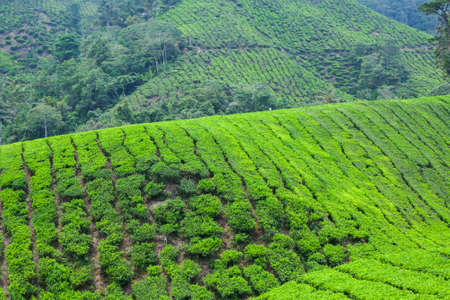 Tea Plantation in Cameron Highlands, Malaysia.の写真素材