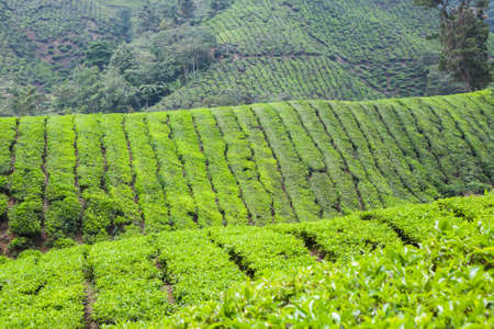 Tea Plantation in Cameron Highlands, Malaysia.の写真素材