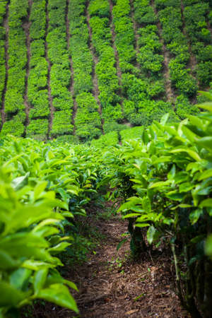 Tea Plantation in Cameron Highlands, Malaysia.の写真素材