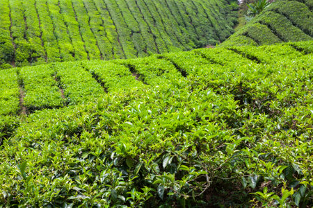 Tea Plantation in Cameron Highlands, Malaysia.の写真素材