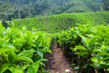 Tea Plantation in Cameron Highlands, Malaysia.の写真素材