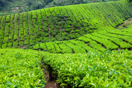 Tea Plantation in Cameron Highlands, Malaysia.の写真素材