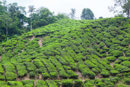 Tea Plantation in Cameron Highlands, Malaysia.の写真素材