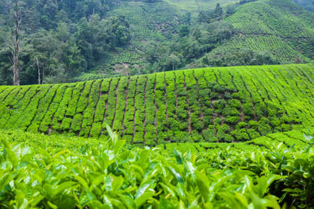 Tea Plantation in Cameron Highlands, Malaysia.の写真素材
